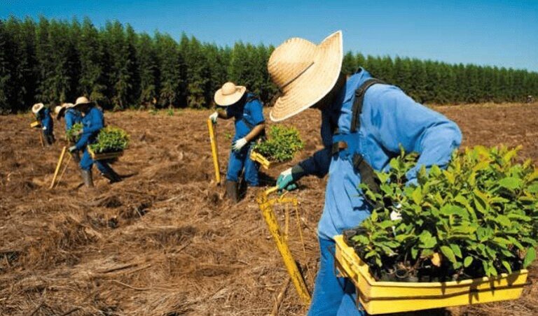 Quer trabalhar na plantação de eucaliptos em Ribas do Rio Pardo?